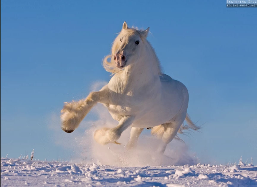 Ekaterina Druz - Equine Photography - White Shire Horse - Snow Storm